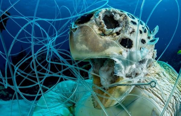 30 завораживающих фотографий подводного мира