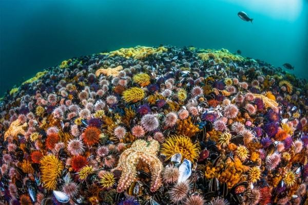 30 завораживающих фотографий подводного мира